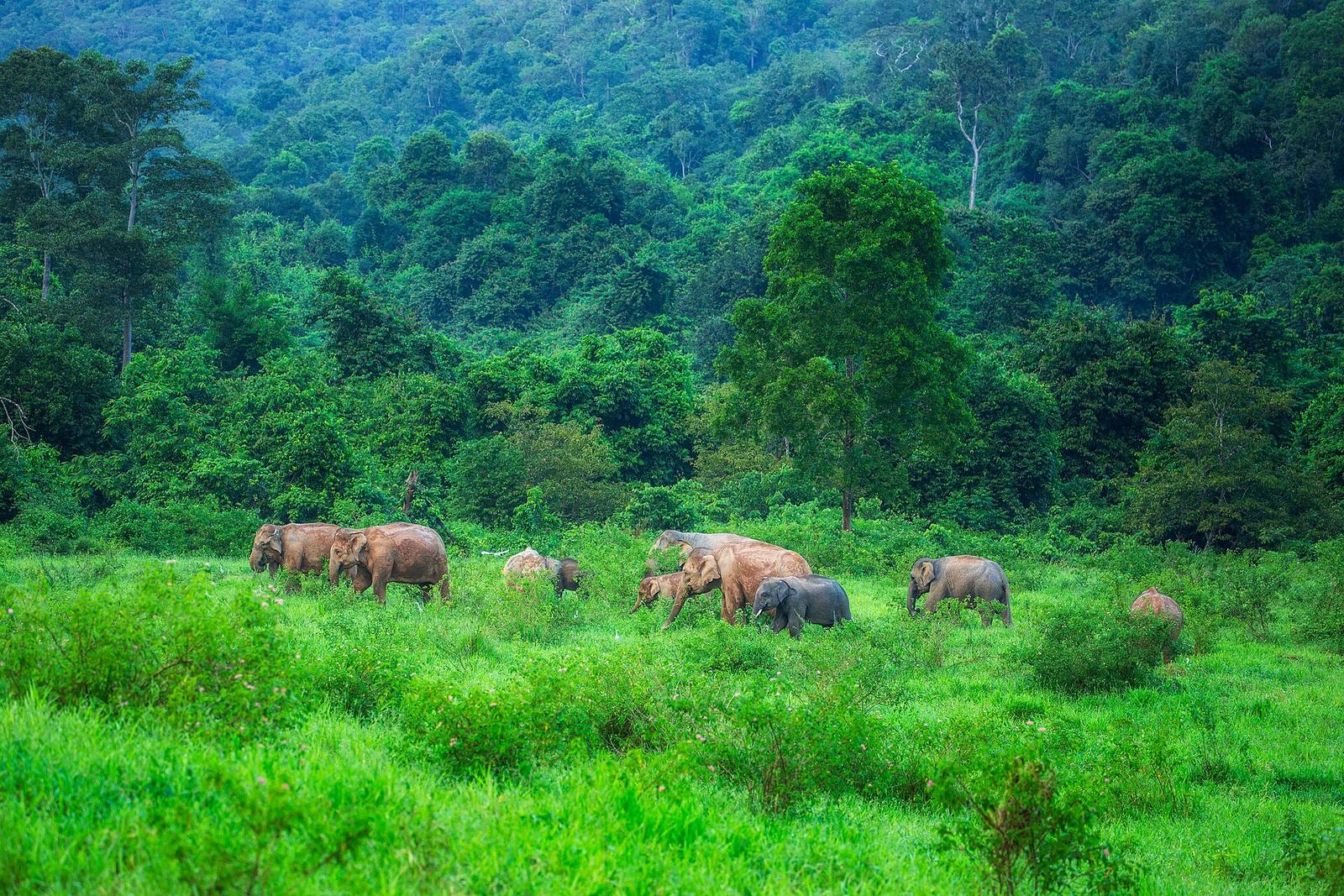 A wild Asian elephant family in Kui Buri National Park