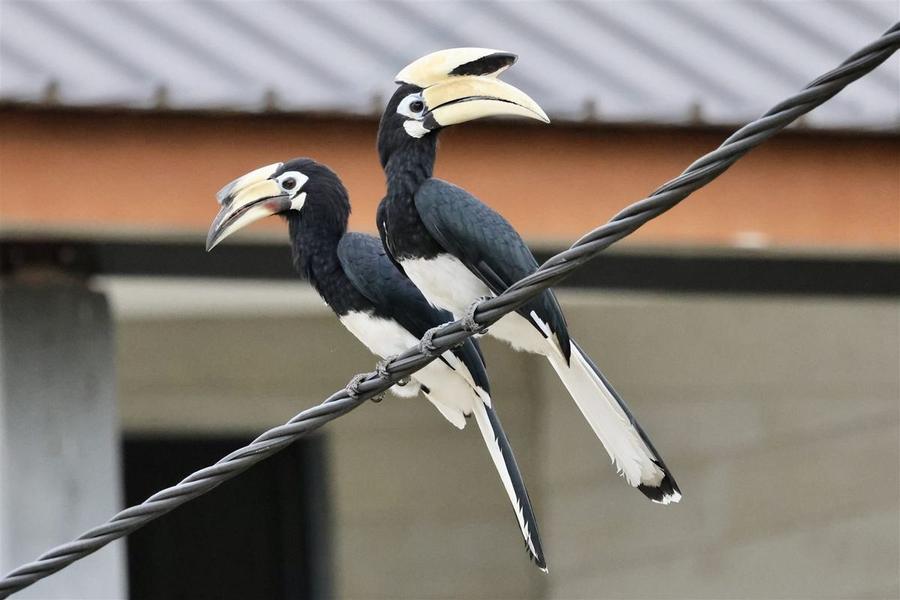 Species reference photograph