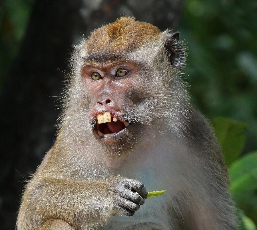 Species reference photograph